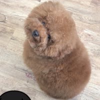 小章鱼eer.