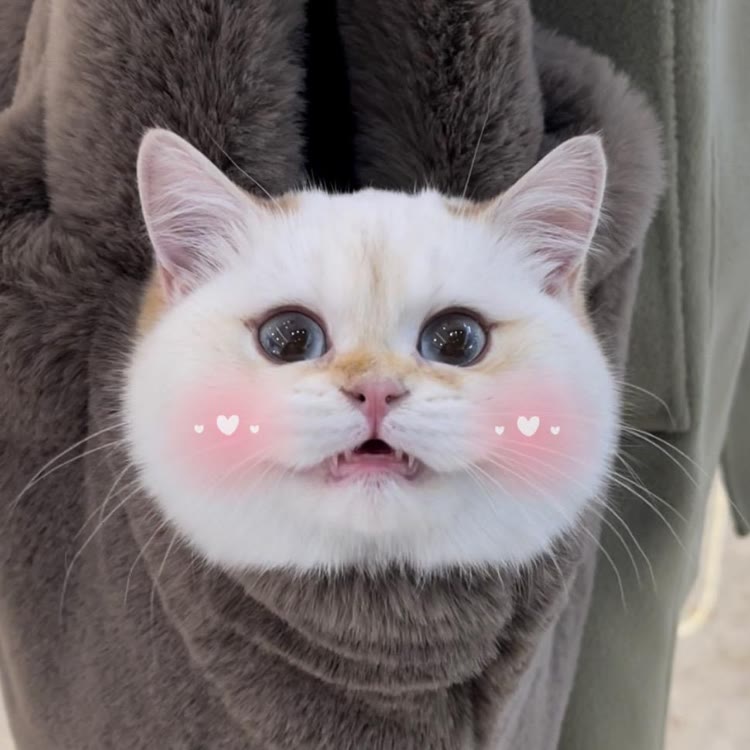 柠檬茶有只猫🐱