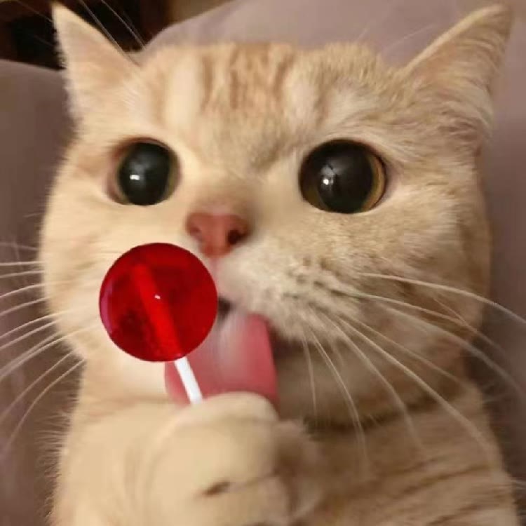辉妮猫舍（领养）