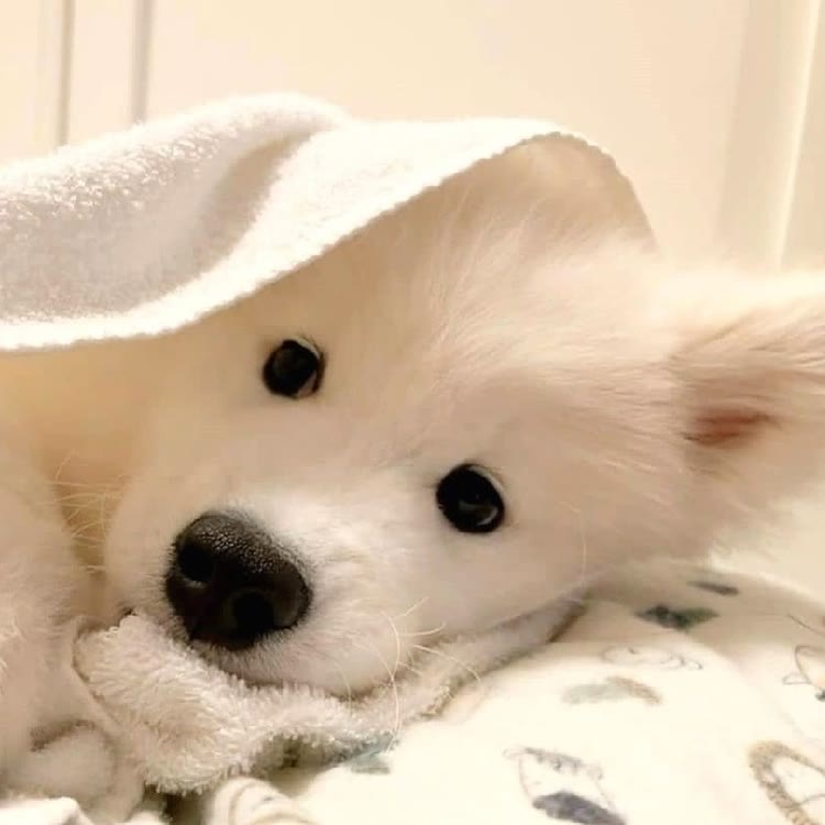 胖球✨