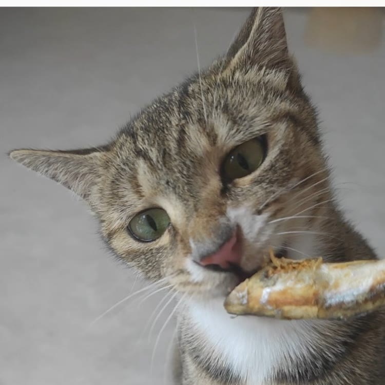 猫多情
