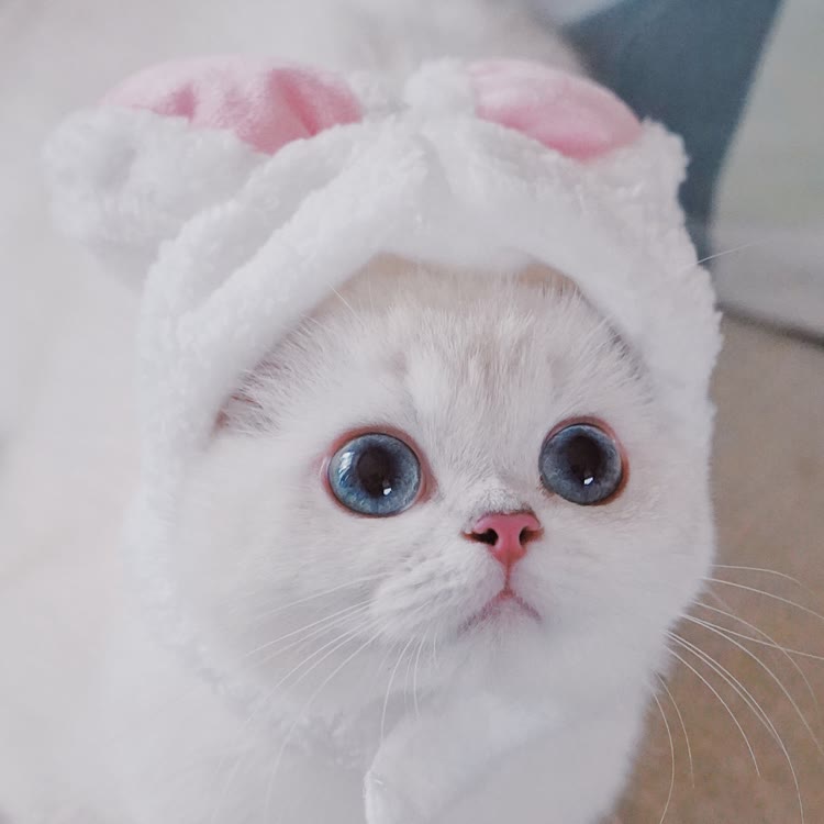 蓝眼睛的白糖糖