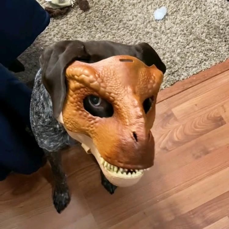 𝑱𝒘一孤小棉狼🐺