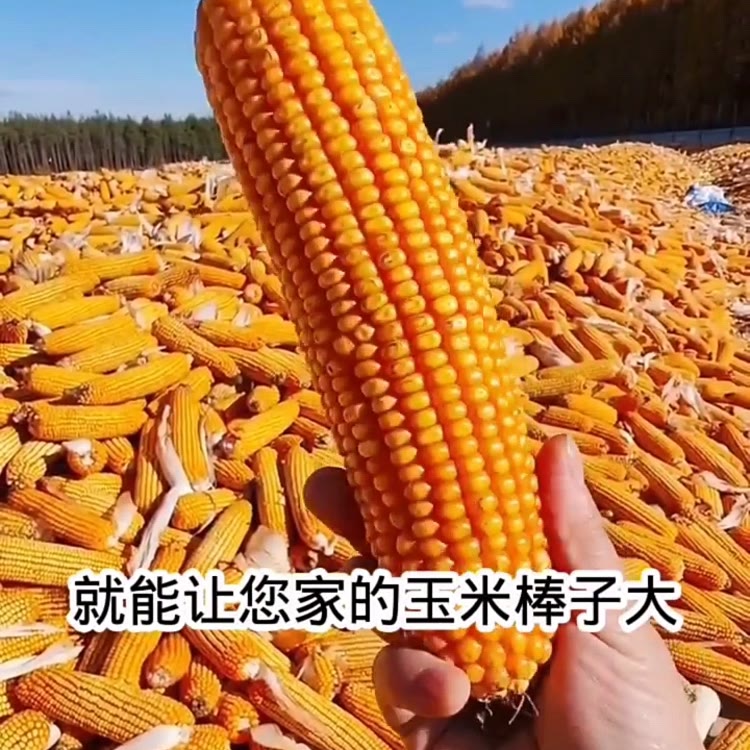 金玉米助农🔥