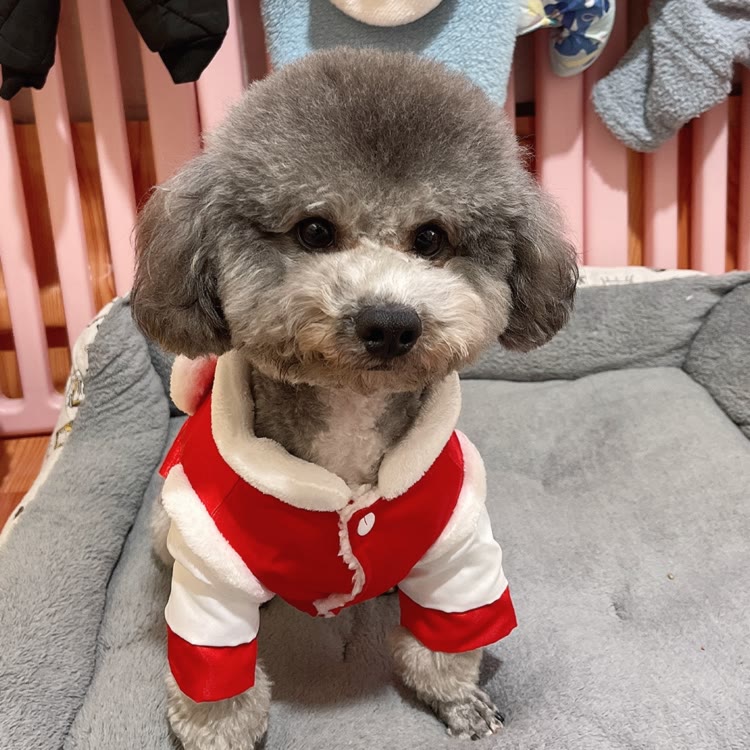 贵宾泰迪锤锤