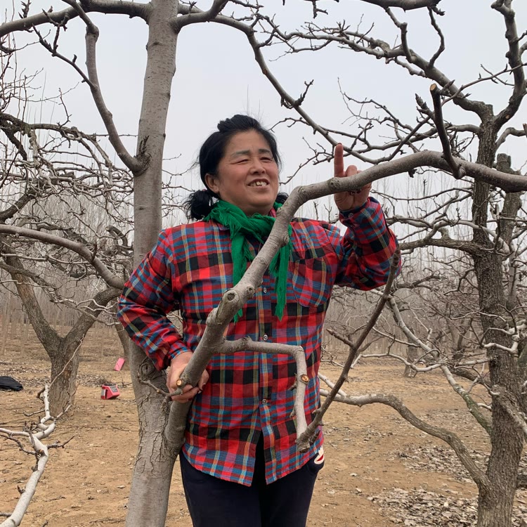 树婶（树根）