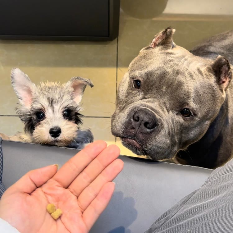 一万是只恶霸犬