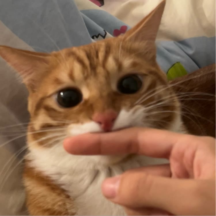 红中是只小猫咪