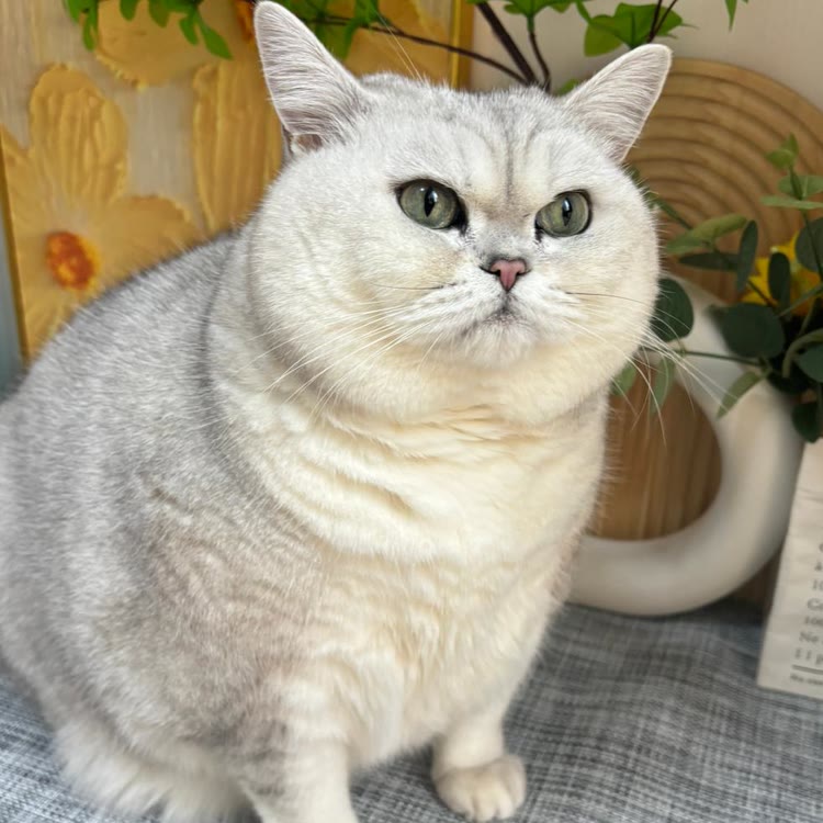 伊莉很肥美