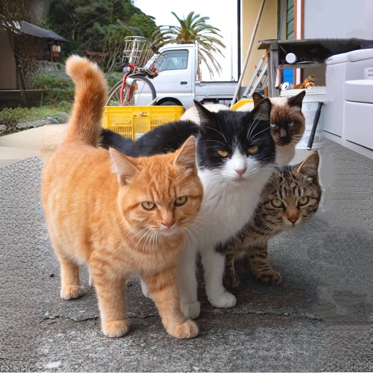 泰勒家的猫猫