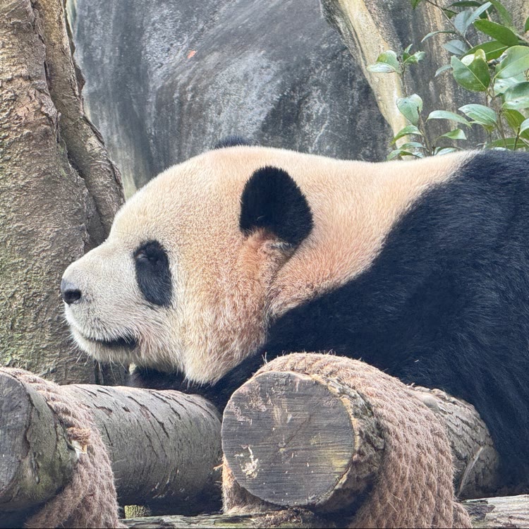 小駭鑿嚮䰱