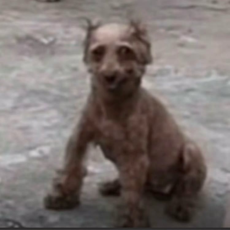 摸摸哥