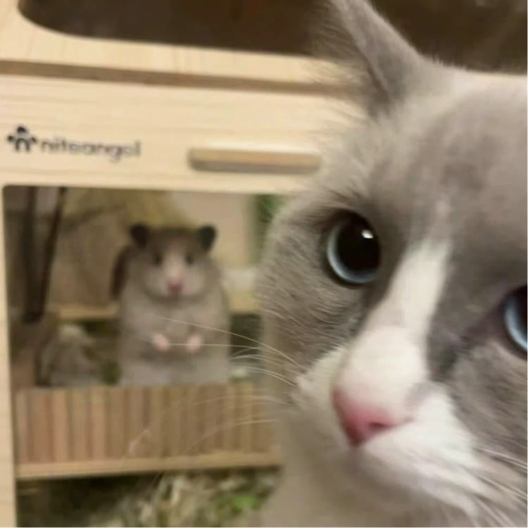 猫澈y