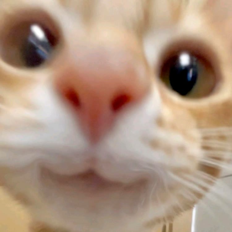 肥肥猫