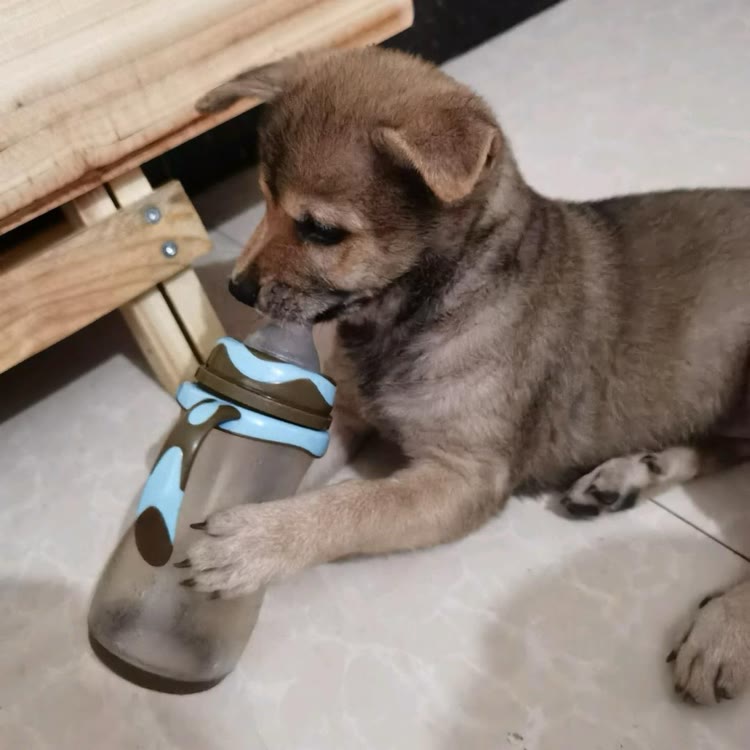 奶瓶🐶