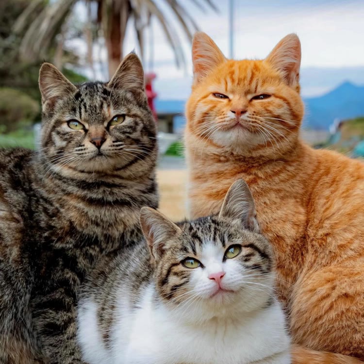 泰勒家的猫猫