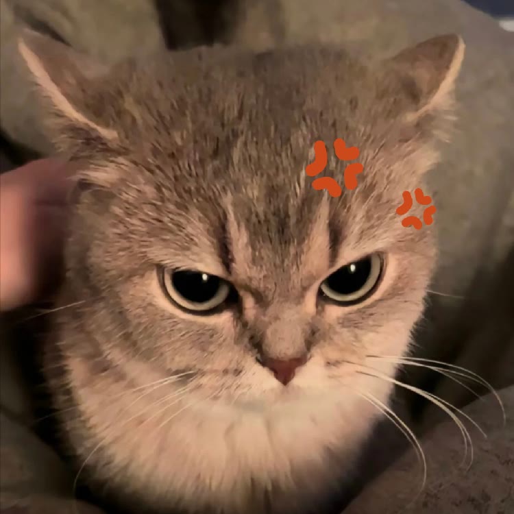 小伟崽