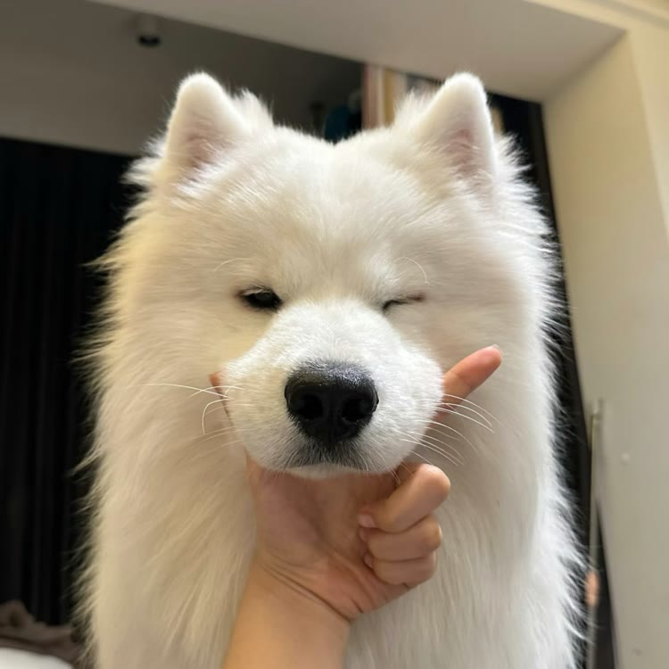 狗狗汪汪