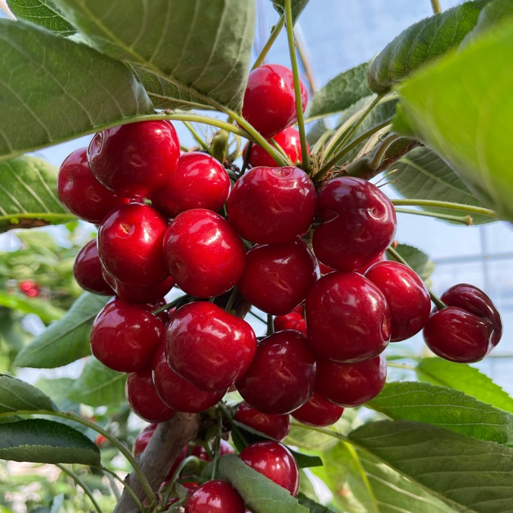 西葫芦9月26日婚礼浩然