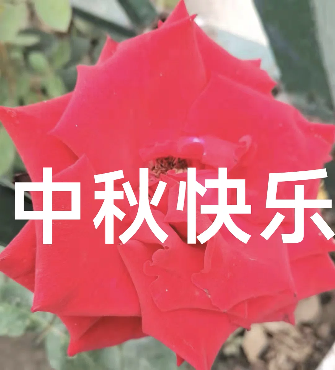 图片8