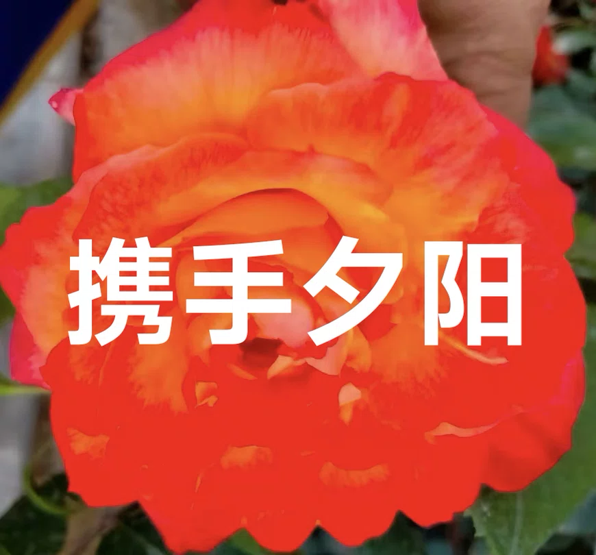 图片5