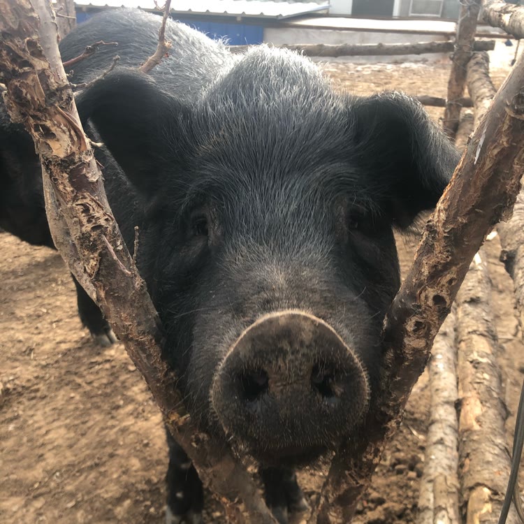 快手涨粉榜美食排行榜第2名阜新大鹏黑猪肉