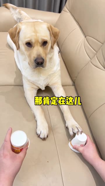 这个游戏把狗子都整蒙圈了 #快手优创计划 #萌宠五一放风计划 #萌宠五一宅家记录