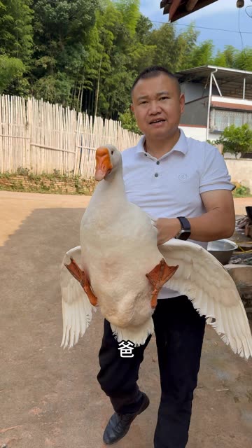 待人要真诚，大家相处才能都开心。农村四哥抓了一只12斤的大鹅，和工人师傅们一边吃一边聊天 #我的乡村生活 #快手幸福乡村丰收季 