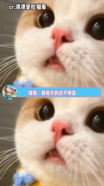 再这样下去，孩子要开口说话了 #可爱  #猫咪的迷惑行为  #猫猫  #萌宠出道计划