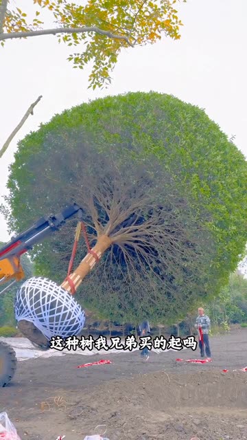 一口气带你认识：18种名贵树木，看看有你买得起的吗？ #老铁知识百科 #知识播种计划 #奇怪的知识增加了 #老铁帮帮团 