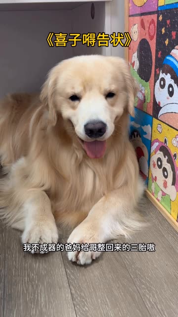 连情绪稳定的小狗带孩子带的都烦了  果然什么生物带孩子都得疯 #金毛 #狗狗的心思都写在脸上了 #三胎 #喜爱度激励计划