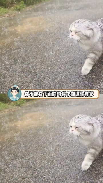 下雨天咪搁外面跳芭蕾 ,捣乱么这不是 #猫猫 #搞笑 #老铁娱乐观察站